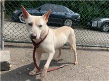White adult male mixed-breed dog, Medium, shelter no. …1602
