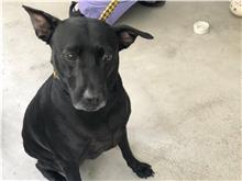 黑色成年公混种犬,中型, 收容编号 …0606