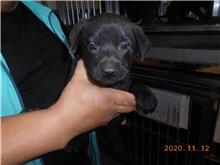Chienne croisée femelle adulte (noir), Petit, refuge n° …2026