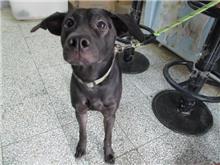 Black male mixed-breed dog, Medium, shelter no. …3001