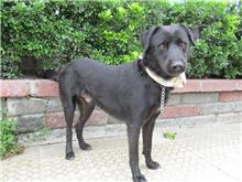 Black adult male mixed-breed dog, Medium, shelter no. …9211