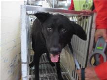 Black female mixed-breed dog, Medium, shelter no. …0023