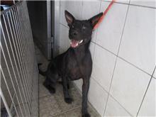 Black adult female mixed-breed dog, Medium, shelter no. …6248