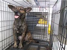 Perro mestizo macho adulto (atigrado), Mediano, refugio n.º …9583