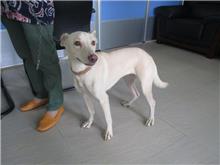 Cream adult female mixed-breed dog, Medium, shelter no. …5552