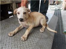 Cream adult female mixed-breed dog, Medium, shelter no. …3593