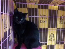Black adult female mixed-breed cat, Small, shelter no. …2401