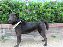 Black adult male mixed-breed dog, Medium, shelter no. …7192