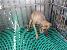 Tan adult female mixed-breed dog, Medium, shelter no. …8580