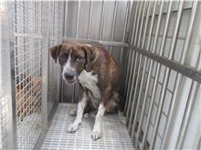 Tabby-and-white adult male mixed-breed dog, Medium, shelter no. …5517