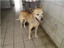 Perra mestiza hembra adulta (canela), Mediano, refugio n.º …7155