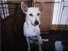 Chien croisé mâle adulte (blanc), Moyen, refuge n° …1001
