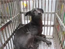 Black female mixed-breed dog, Medium, shelter no. …3008