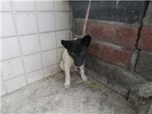 Black-and-white male mixed-breed dog, Medium, shelter no. …5538
