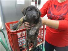 Perro mestizo macho adulto (atigrado), Mediano, refugio n.º …4019