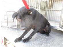 Black adult female mixed-breed dog, Medium, shelter no. …1633