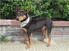 Black-and-tan adult female mixed-breed dog, Medium, shelter no. …8051