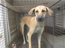Tan adult female mixed-breed dog, Medium, shelter no. …4007
