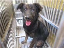 Perra mestiza hembra joven (negro), Mediano, refugio n.º …7002