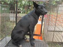 Black male mixed-breed dog, Medium, shelter no. …8005