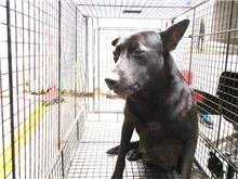 Black female mixed-breed dog, Medium, shelter no. …3010