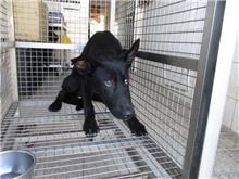Black adult male mixed-breed dog, Medium, shelter no. …6299