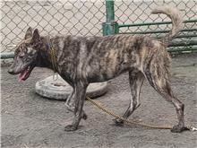 ミックス犬(オス・成犬・トラ)、中型, 施設番号 …1201