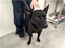 Chien croisé mâle adulte (noir), Moyen, refuge n° …1201