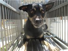ミックス犬（オス・成犬・黒）、中型, 施設番号 …5005