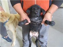 Black young female mixed-breed dog, Small, shelter no. …7010
