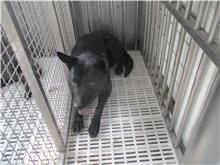 Perro mestizo macho adulto (negro), Mediano, refugio n.º …1388