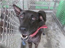 Black adult male mixed-breed dog, Large, shelter no. …8001