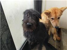 ミックス犬(オス・成犬・黒)、大型, 施設番号 …0040