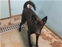 Black adult male mixed-breed dog, Medium, shelter no. …0305