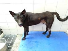 ミックス犬(オス・成犬・黒)、中型, 施設番号 …8002