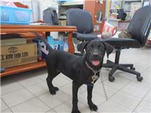 Black female mixed-breed dog, Small, shelter no. …6518