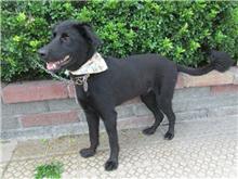 Black adult male mixed-breed dog, Medium, shelter no. …8218