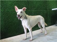 White adult male mixed-breed dog, Medium, shelter no. …9285
