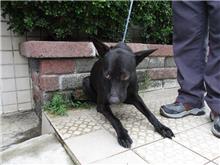 Black adult male mixed-breed dog, Medium, shelter no. …8233