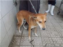 Perro mestizo macho adulto (canela), Mediano, refugio n.º …3226