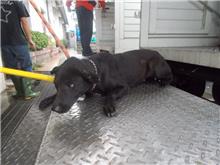 Black adult female mixed-breed dog, Medium, shelter no. …2288