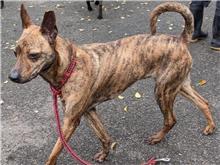 Tabby adult male mixed-breed dog, Medium, shelter no. …1205