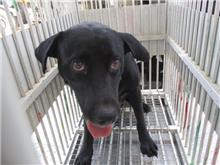 Black female mixed-breed dog, Medium, shelter no. …1013