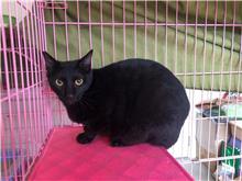 ミックス猫(メス・成猫・黒)、中型, 施設番号 …1403