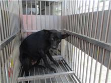 Black adult female mixed-breed dog, Medium, shelter no. …6004