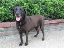 Black adult female mixed-breed dog, Large, shelter no. …0112