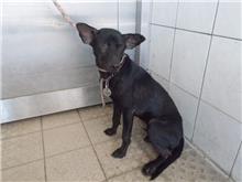 Black female mixed-breed dog, Medium, shelter no. …2636