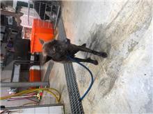 Tabby adult male mixed-breed dog, Medium, shelter no. …2003
