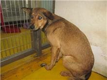 Photo of No. CAAAG1060425004, Adult · Female · Medium · Mixed breed
