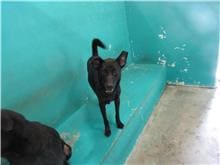 Photo of No. RAAAG1070213010, Adult · Male · Medium · Mixed breed